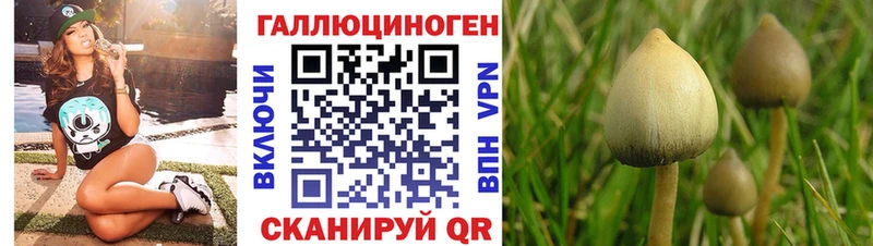 Псилоцибиновые грибы Cubensis Вихоревка